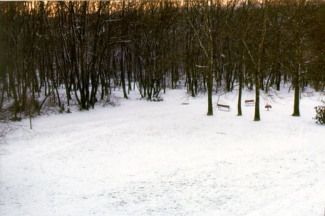 [Forest 1]