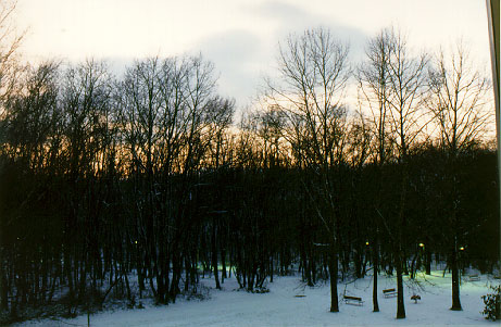 [Forest 2]