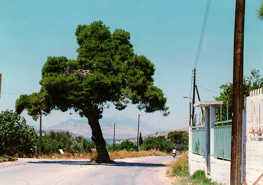 [A beautiful pine-tree]