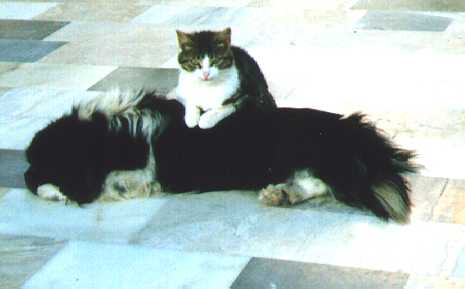 [Tommy and Cleo.]